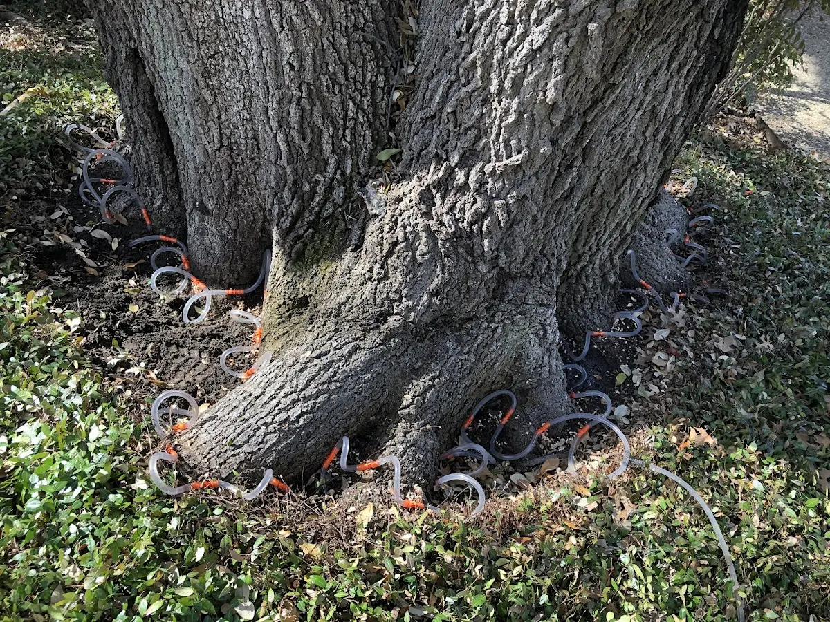 Detailed Tree Cabling and Bracing job site in Leiters Ford