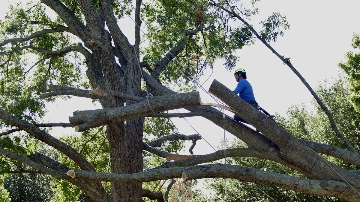 Professional Crown Thinning performed by certified arborists in Leiters Ford